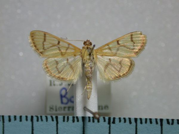 /filer/webapps/moths/media/images/R/retractalis_Syllepte_A_Revell.jpg