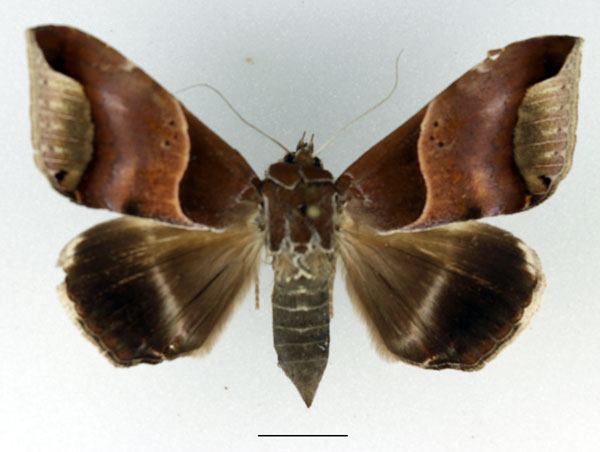 /filer/webapps/moths/media/images/R/retrorsa_Achaea_AF_Basquin.jpg