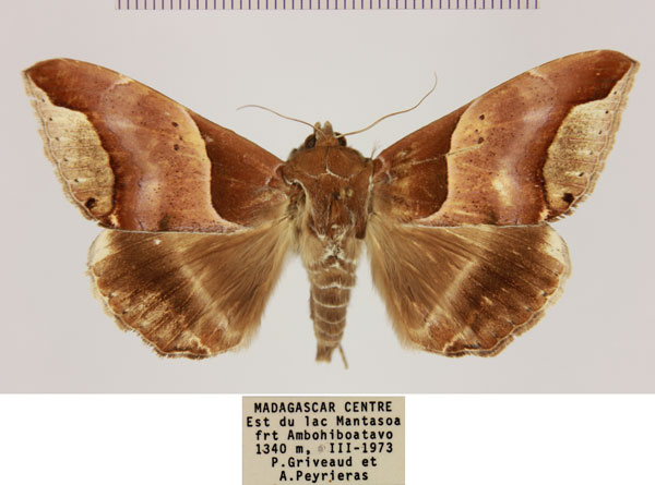 /filer/webapps/moths/media/images/R/retrorsa_Achaea_AF_MNHN.jpg