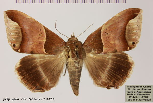 /filer/webapps/moths/media/images/R/retrorsa_Achaea_AF_MNHN_02.jpg