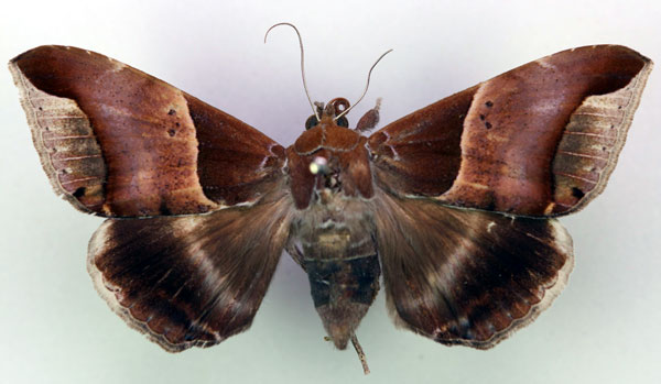 /filer/webapps/moths/media/images/R/retrorsa_Achaea_AF_RMCA.jpg