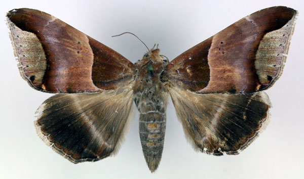 /filer/webapps/moths/media/images/R/retrorsa_Achaea_AF_RMCA_02.jpg
