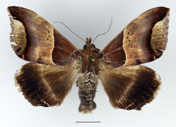 /filer/webapps/moths/media/images/R/retrorsa_Achaea_AM_Basquin.jpg