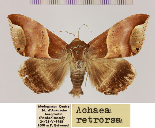 /filer/webapps/moths/media/images/R/retrorsa_Achaea_AM_MNHN.jpg