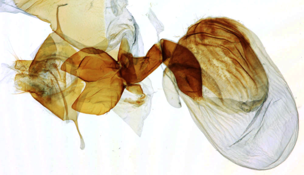 /filer/webapps/moths/media/images/R/retrorsa_Achaea_GF_MNHN_9039.jpg