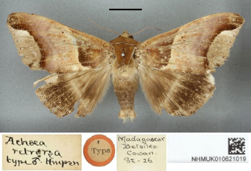 /filer/webapps/moths/media/images/R/retrorsa_Achaea_HT_BMNH.jpg