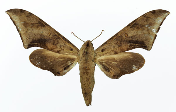 /filer/webapps/moths/media/images/R/retusus_Polyptychus_AF_Basquin_01.jpg