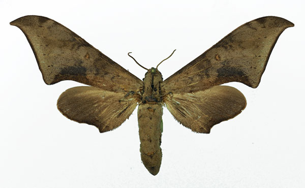 /filer/webapps/moths/media/images/R/retusus_Polyptychus_AF_Basquin_02.jpg