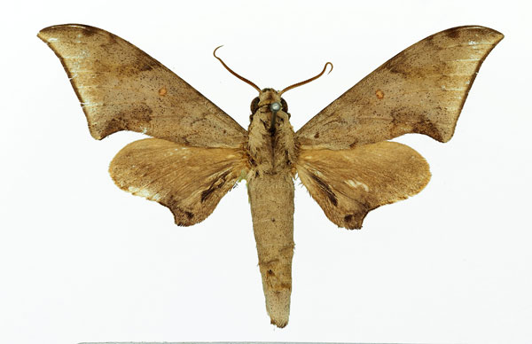 /filer/webapps/moths/media/images/R/retusus_Polyptychus_AM_Basquin_01.jpg