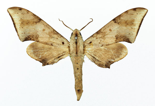 /filer/webapps/moths/media/images/R/retusus_Polyptychus_AM_Basquin_02.jpg