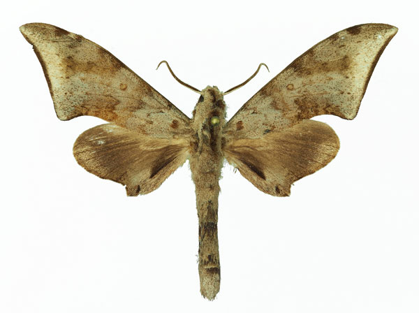 /filer/webapps/moths/media/images/R/retusus_Polyptychus_AM_Basquin_03.jpg