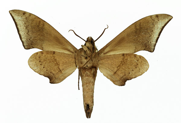 /filer/webapps/moths/media/images/R/retusus_Polyptychus_AM_Basquin_04.jpg