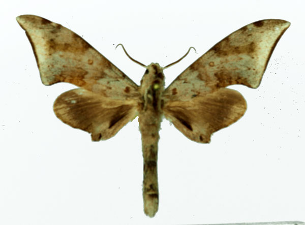 /filer/webapps/moths/media/images/R/retusus_Polyptychus_AM_Basquin_05.jpg