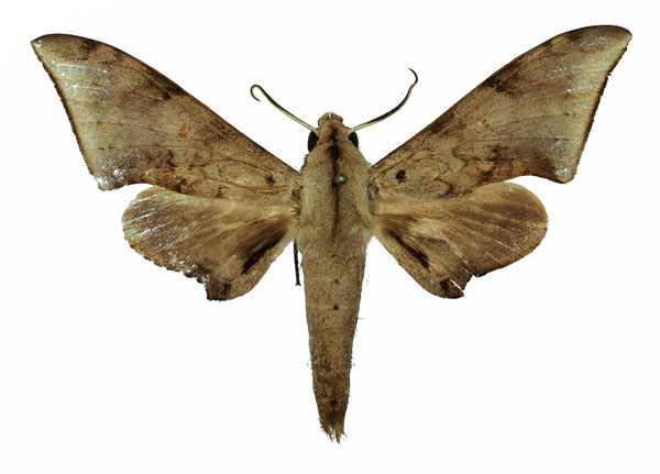 /filer/webapps/moths/media/images/R/retusus_Polyptychus_AM_Basquin_06.jpg