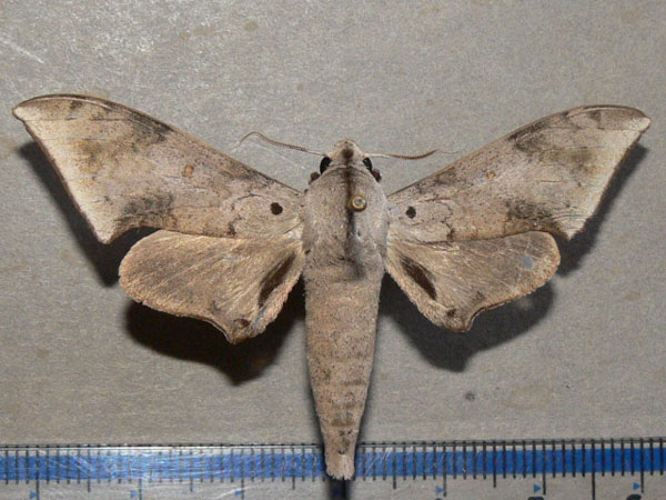 /filer/webapps/moths/media/images/R/retusus_Polyptychus_A_Goff_01.jpg