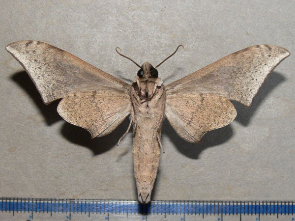 /filer/webapps/moths/media/images/R/retusus_Polyptychus_A_Goff_02.jpg