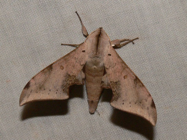 /filer/webapps/moths/media/images/R/retusus_Polyptychus_A_Goff_03.jpg