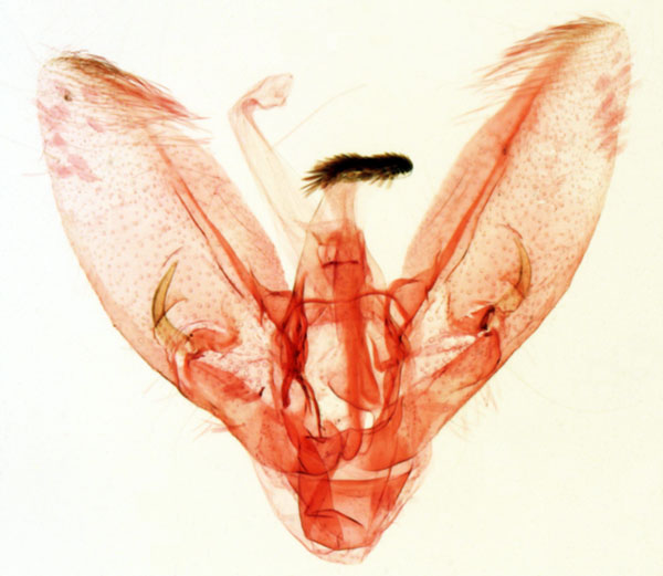 /filer/webapps/moths/media/images/R/reunionalis_Piletocera_GMHT_MNHN_Viette_3110.jpg