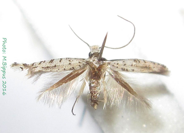 /filer/webapps/moths/media/images/R/reunionella_Amphixystis_AM_Bippus.jpg