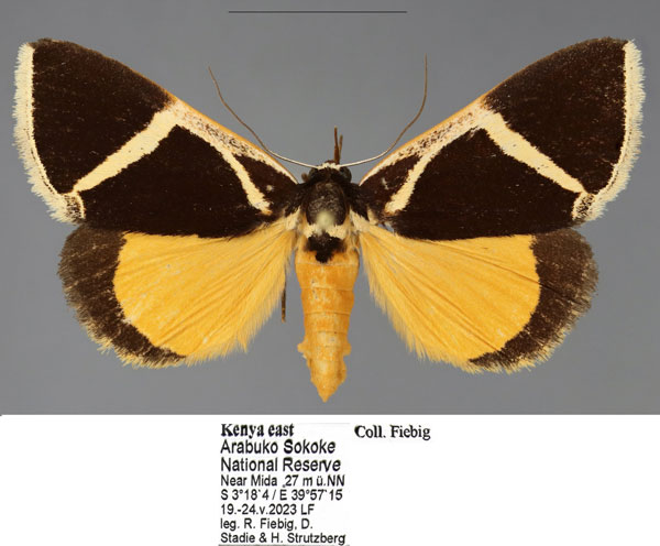 /filer/webapps/moths/media/images/R/reussiana_Fodina_AF_Fiebig.jpg