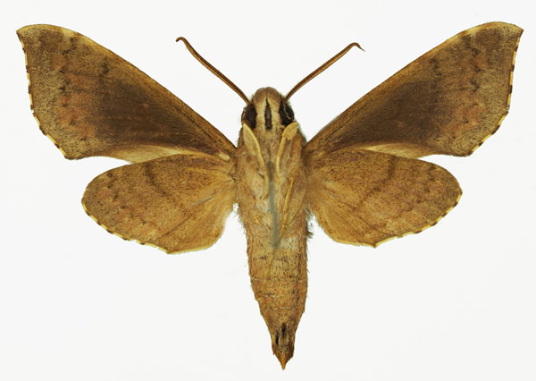 /filer/webapps/moths/media/images/R/reutlingeri_Temnora_AM_Basquin_01b.jpg