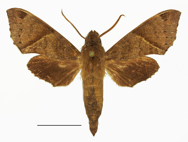 /filer/webapps/moths/media/images/R/reutlingeri_Temnora_AM_Basquin_02.jpg