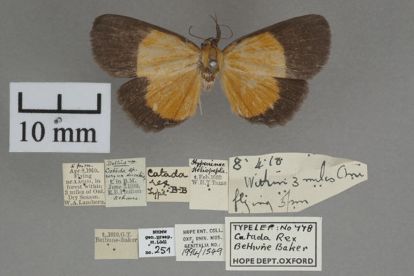 /filer/webapps/moths/media/images/R/rex_Catada_T_OUMNHa_01.jpg