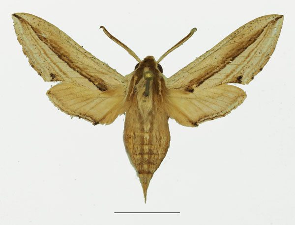 /filer/webapps/moths/media/images/R/rezaci_Theretra_AM_Basquina.jpg