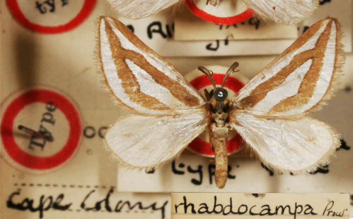 /filer/webapps/moths/media/images/R/rhabdocampa_Conchylia_HT_BMNH.jpg