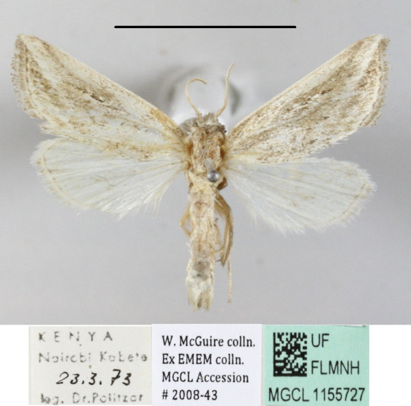 /filer/webapps/moths/media/images/R/rhabdoneura_Acrapex_A_MGCLa_01.JPG
