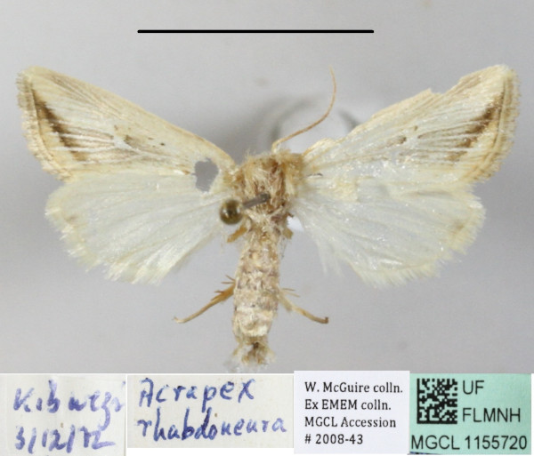 /filer/webapps/moths/media/images/R/rhabdoneura_Acrapex_A_MGCLa_02.JPG