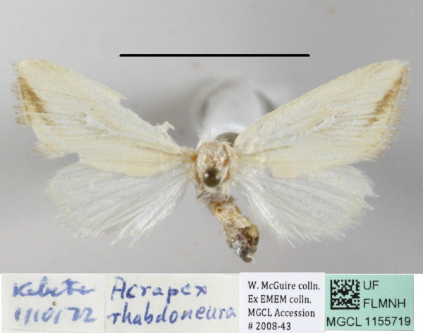 /filer/webapps/moths/media/images/R/rhabdoneura_Acrapex_A_MGCLa_03.JPG