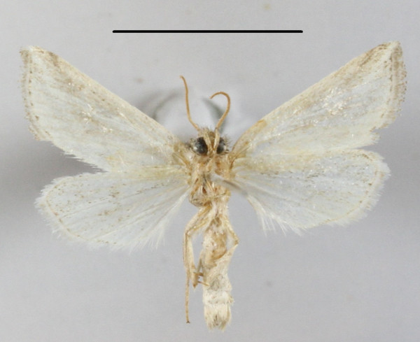 /filer/webapps/moths/media/images/R/rhabdoneura_Acrapex_A_MGCLb_01.JPG