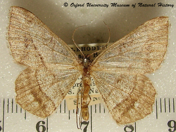 /filer/webapps/moths/media/images/R/rhabdophora_Chiasmia_A_OUMNH_01.jpg