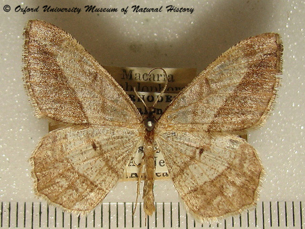 /filer/webapps/moths/media/images/R/rhabdophora_Chiasmia_A_OUMNH_02.jpg