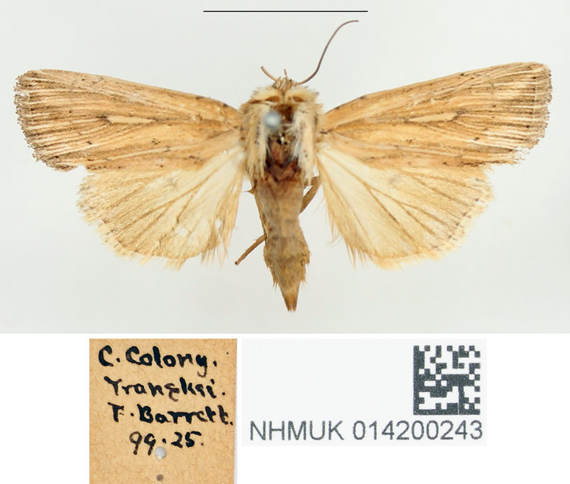 /filer/webapps/moths/media/images/R/rhabdophora_Leucania_STF_BMNH.jpg