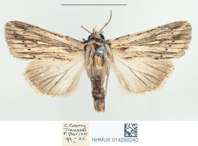 /filer/webapps/moths/media/images/R/rhabdophora_Leucania_STM_BMNH_02.jpg