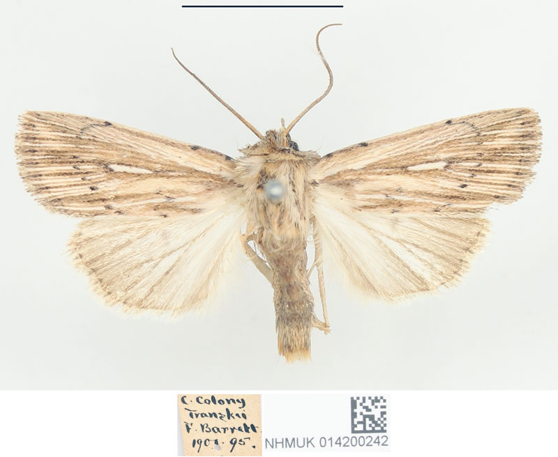 /filer/webapps/moths/media/images/R/rhabdophora_Leucania_STM_BMNH_03.jpg