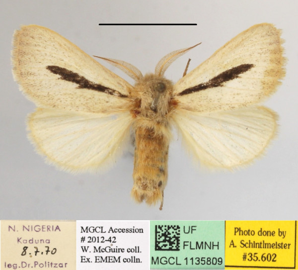 /filer/webapps/moths/media/images/R/rhabdophora_Roppa_A_MGCLa_01.JPG