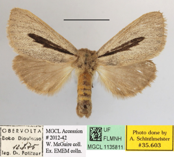 /filer/webapps/moths/media/images/R/rhabdophora_Roppa_A_MGCLa_02.JPG