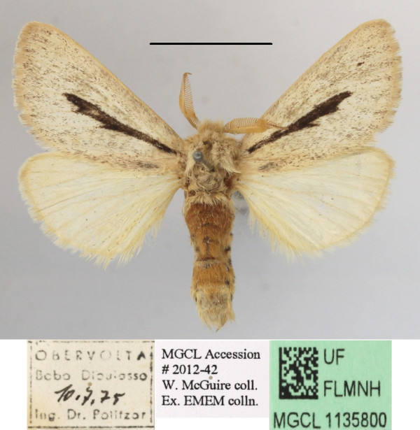 /filer/webapps/moths/media/images/R/rhabdophora_Roppa_A_MGCLa_03.JPG