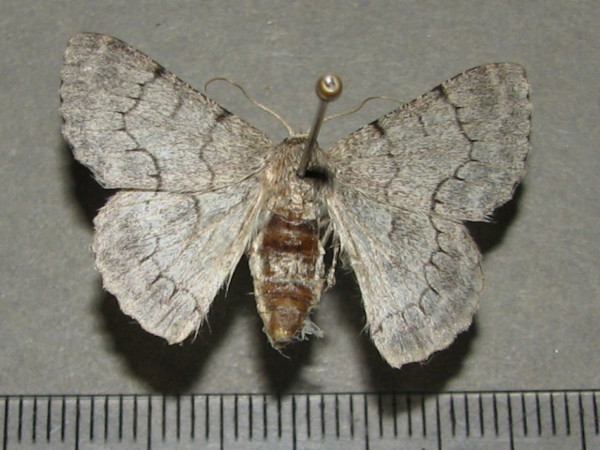 /filer/webapps/moths/media/images/R/rhadamaria_Pingasa_AF_Goff_01.jpg