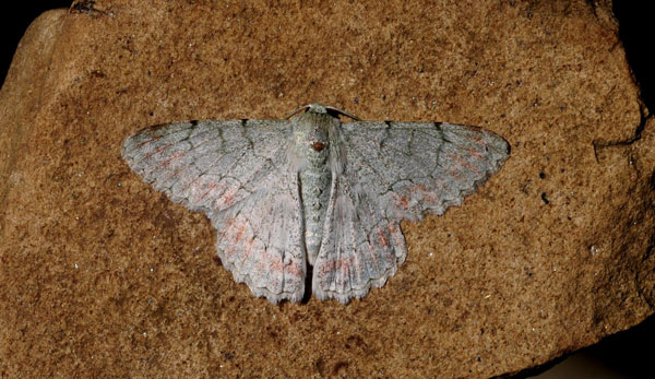 /filer/webapps/moths/media/images/R/rhadamaria_Pingasa_A_King_01.jpg