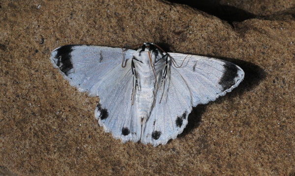 /filer/webapps/moths/media/images/R/rhadamaria_Pingasa_A_King_02.jpg