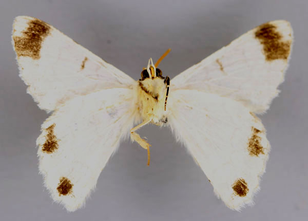 /filer/webapps/moths/media/images/R/rhadamaria_Pingasa_A_ZSM_02.jpg