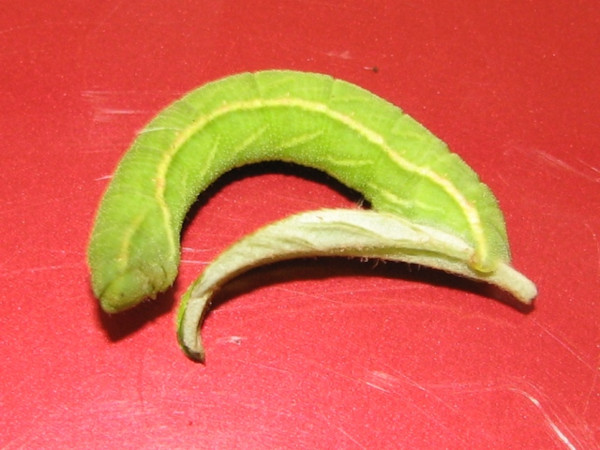 /filer/webapps/moths/media/images/R/rhadamaria_Pingasa_C_Goff_02.jpg