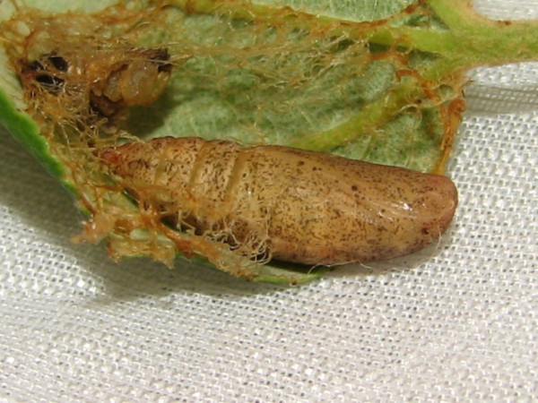 /filer/webapps/moths/media/images/R/rhadamaria_Pingasa_P_Goff_03.jpg
