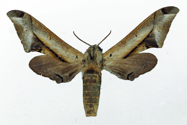 /filer/webapps/moths/media/images/R/rhadamistus_Oplerclanis_AF_Basquin.jpg