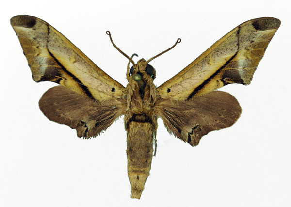 /filer/webapps/moths/media/images/R/rhadamistus_Oplerclanis_AM_Basquin.jpg