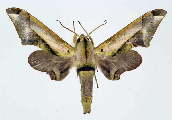 /filer/webapps/moths/media/images/R/rhadamistus_Oplerclanis_AM_Basquin_02.jpg